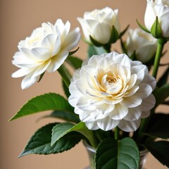 White ranunculus bouquet on a luxurious background, luxury, background