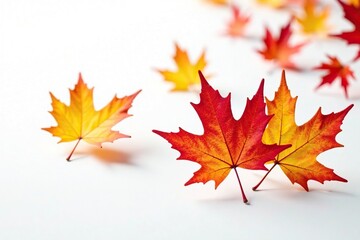 Fototapeta premium Pure white background with three falling maple leaves, nature scene, trees