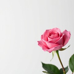 Fototapeta premium Single pink rose against a plain white backdrop, pink rose, single, clean