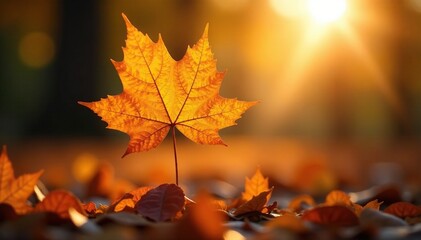Dazzling sunlight hits a solitary autumn leaf, bright, bloom