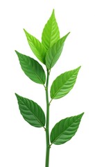 Single stem of tall green plant isolated on white background, leaves, plants