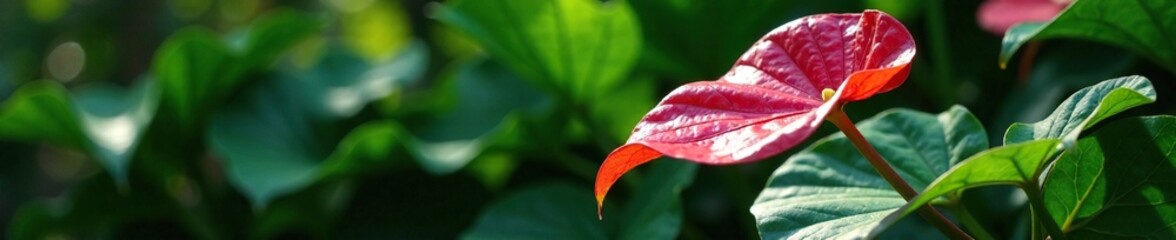 Anthurium leaves with unique shapes and sizes in the shade, leaf study, verdant landscape