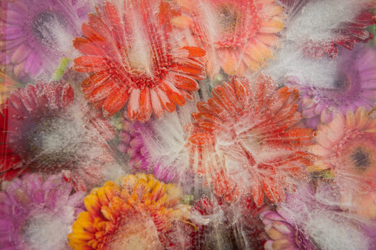 background with red, purple and orange germini or gerber flowers frozen in ice