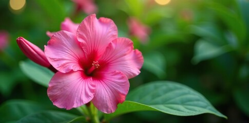Fototapeta premium Exotic pink adenium flower in a tropical garden, tropical, blooms, garden