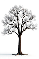Obraz premium Big tree with bare branches against a plain white background, peaceful, tree, natural scene
