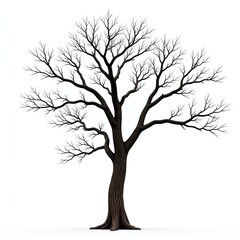Obraz premium Big tree with bare branches against a plain white background, branch, tree