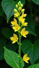 Twisted stem with yellow flowers and green leaves, wildflower, aristolochia clematitis,