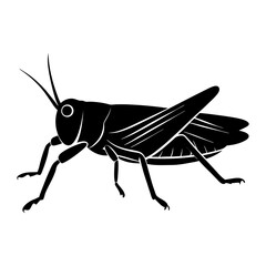 Grasshopper Silhouette vector illustration