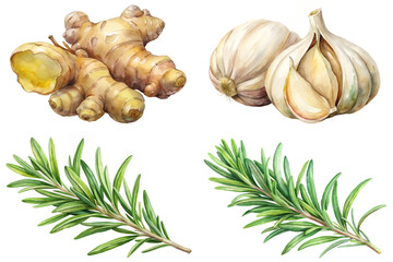 Fresh ginger root, garlic bulbs, aromatic rosemary sprigs, vibrant watercolor style, culinary herbs, natural ingredients.