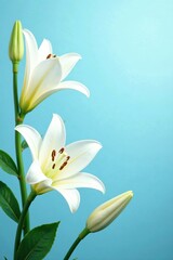 Obraz premium Soft pastel blue background with white lily flowers and leaves, spring, nature