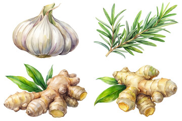 Fresh garlic bulb, aromatic rosemary sprigs, ginger roots, vibrant green leaves, botanical illustration style.