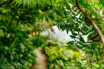 Lush green pathway through a serene garden with vibrant leaves near a calming body of water during the day