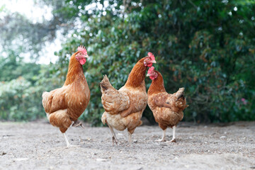 Three brown hens foraging in a farmyard surrounded by greenery during a sunny day in late spring