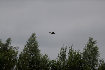 Bird soaring gracefully above tall trees against a cloudy sky in a serene natural setting