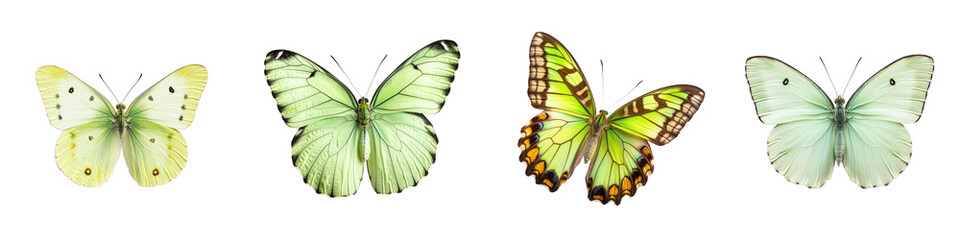 Obraz premium Vibrant Butterfly Collection A Captivating Assortment of Delicate Winged Creatures Showcasing the Breathtaking Beauty and Diversity of Nature