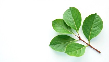 A single green eucalyptus leaf isolated on white background, flora, plant life