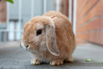 Cute fluffy rabbit with blond hair close up. Curious bunny with long floppy ears. 