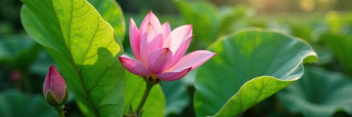 Fototapeta premium Tiny pink petals peeking out from beneath large leaves, delicate blooms, pink blossoms