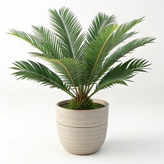 Fototapeta premium Palm Plant in Pot 3D Render, Lush Greenery, Minimalist Concept, Indoor Plant,Potted Plant Indoor plant, 3d rendering