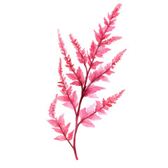 A watercolor painting of an Astilbe branch, isolated on a white background. Astilbe branch vector.
