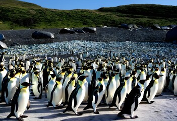 Penguin Colony Surrounded by Litter from Tourist Expeditions in Antarctica
