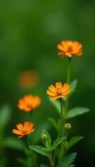 Miniature orange flowers against a rich olive green, green, orange, flowers