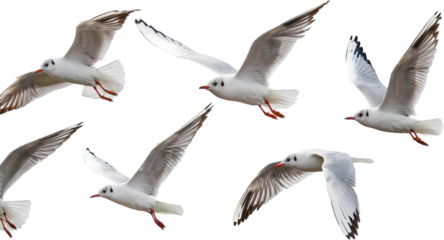 Six Black headed Gulls in Flight Dynamic Avian Wildlife Photography