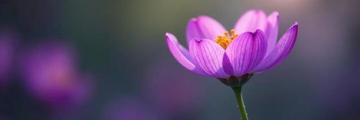 Fototapeta premium Delicate purple petals unfolding on a slender stem, blooming, plant, colors