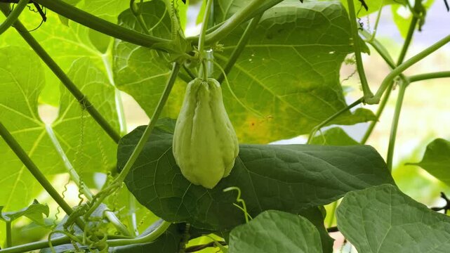Fresh chayote fruit in the garden