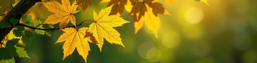 Fototapeta premium Golden yellow maple leaves with dark green nettle fronds on a tree branch, yellow, branch, twig