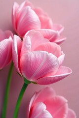 Delicate pink petals unfurl in a floral arrangement, nature, delicate