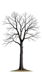 Obraz premium Tree with empty branches and grayish-brown bark, white background, tree details