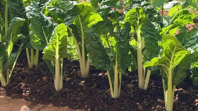 chard (rhubarb chard or ruby chard) growing in rows in a vegetable garden
