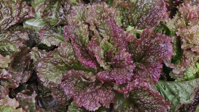 Close-up of lettuce leaves
