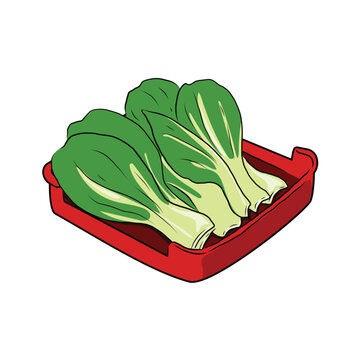 Isolated BOK CHOY vegetables in red plate, vector hand drawing illustration. Green leaves and whole part of bok choy,pak choi or pok choi Chinese cabbage. Hight fiber food, hot pot ingredients.