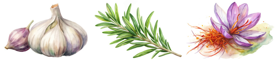 Fresh garlic cloves, aromatic rosemary sprigs, vibrant saffron flowers, botanical illustration, culinary herbs, natural ingredients.