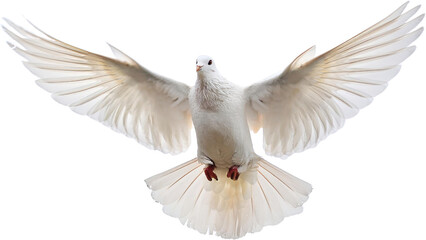 Fototapeta premium Majestic White Dove in Flight Wings Spread Wide Peaceful Bird