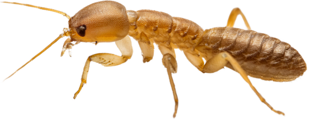 Detailed close up of a light brown termite insect isolated transparent background