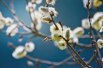 Fresh spring catkins branches and honey bees in the sunlight