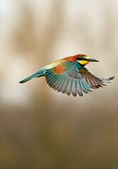 A colorful bird in mid-flight, showcasing intricate feather details and vivid colors, set against a softly blurred natural background with a bokeh effect.