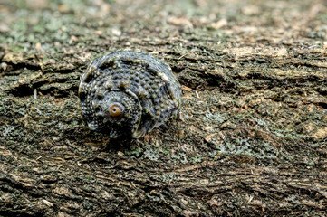 Angaria delphinus shell on driftwood