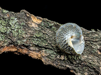 Small spiral shell on textured bark