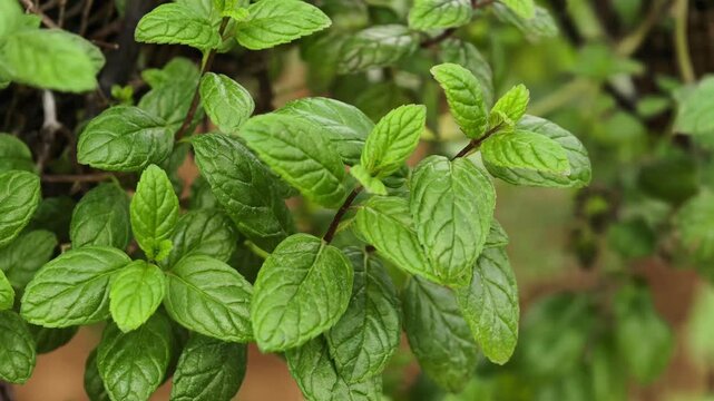 Green Mint Plant Grow Background 