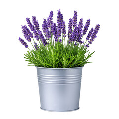 lavender flowers in a pot