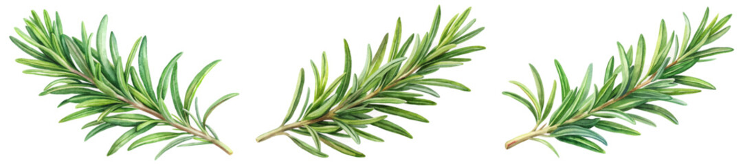 Fresh rosemary sprigs, vibrant green leaves, botanical illustration, culinary herbs, natural elements, organic style.