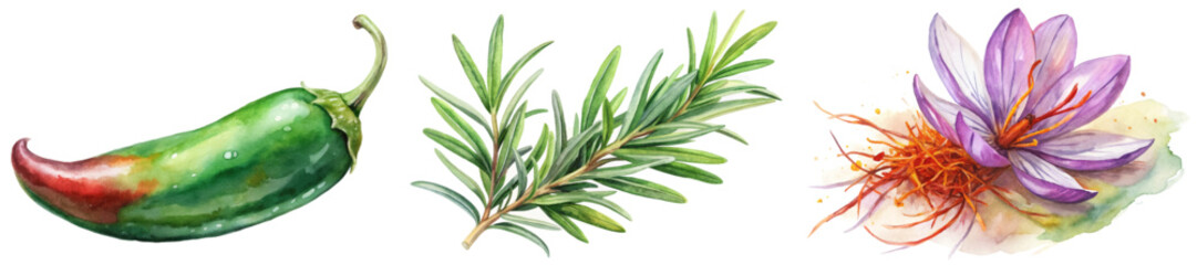 Colorful watercolor illustration, vibrant chili pepper, fresh rosemary sprigs, delicate saffron flower.