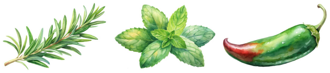 Fresh herbs illustration, watercolor style, rosemary sprig, mint leaves, jalapeno pepper, culinary use, vibrant colors.