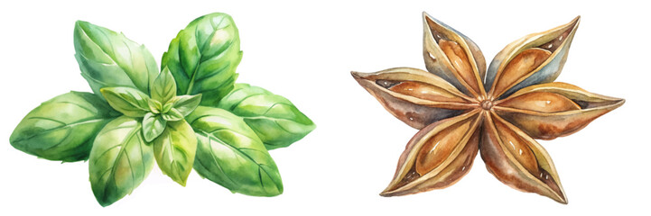 Fototapeta premium Fresh basil leaves, star anise spice, botanical illustration, vibrant colors, culinary herbs, natural elements.