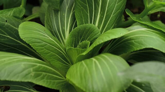bok choy or pak choi in the garden.