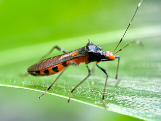 Close up of assassin bug (Reduviidae)